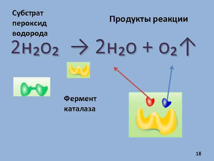 Субстрат пероксид водорода Продукты реакции 2 н₂о₂ → 2 н₂о + о₂↑ Фермент каталаза