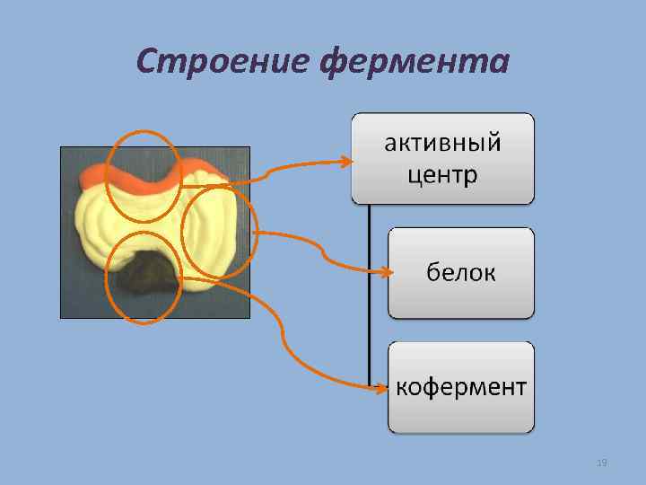 Строение фермента 19 