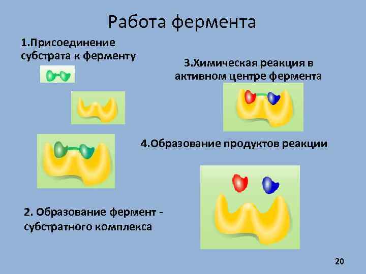 Работа фермента 1. Присоединение субстрата к ферменту 3. Химическая реакция в активном центре фермента