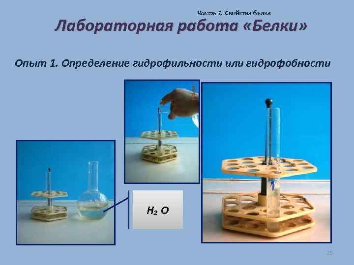 Часть 1. Свойства белка Лабораторная работа «Белки» Опыт 1. Определение гидрофильности или гидрофобности Н₂