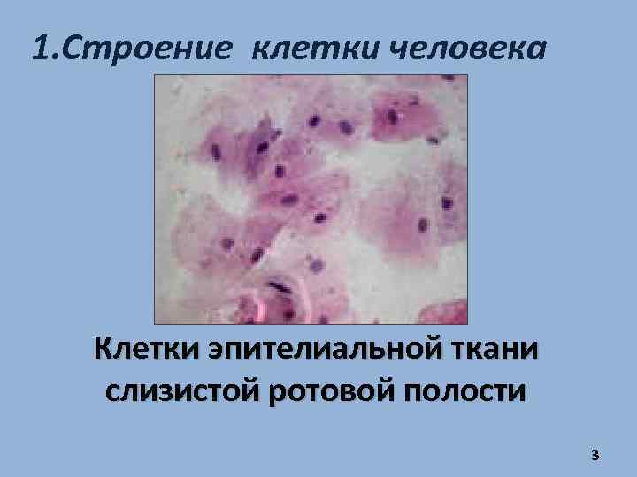 1. Строение клетки человека Клетки эпителиальной ткани слизистой ротовой полости 3 