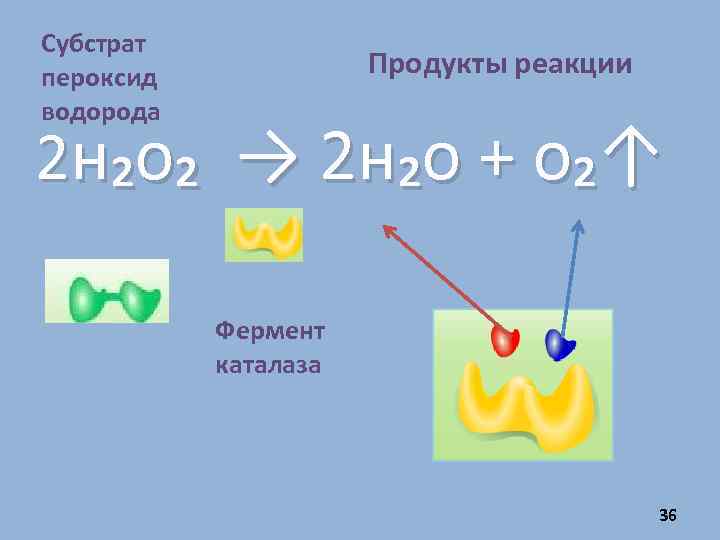 Субстрат пероксид водорода Продукты реакции 2 н₂о₂ → 2 н₂о + о₂↑ Фермент каталаза