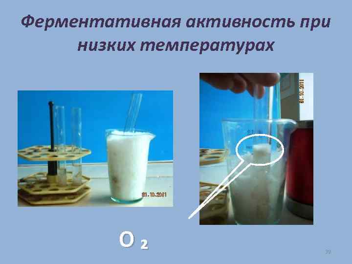 Ферментативная активность при низких температурах О₂ 39 