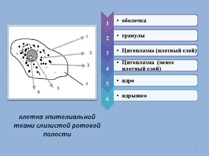 1 2 3 4 5 6 • оболочка • гранулы • Цитоплазма (плотный слой)