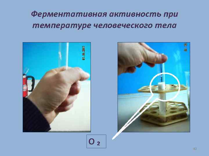 Ферментативная активность при температуре человеческого тела О₂ 40 