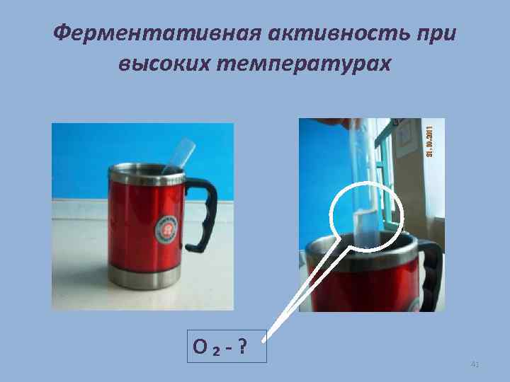 Ферментативная активность при высоких температурах О₂-? 41 