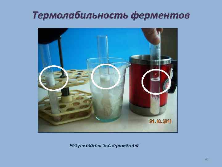 Термолабильность ферментов Результаты эксперимента 42 