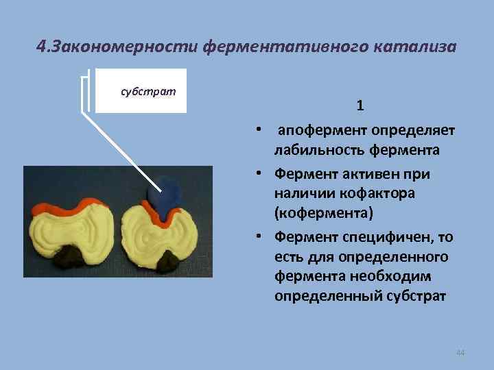 4. Закономерности ферментативного катализа субстрат 1 • апофермент определяет лабильность фермента • Фермент активен
