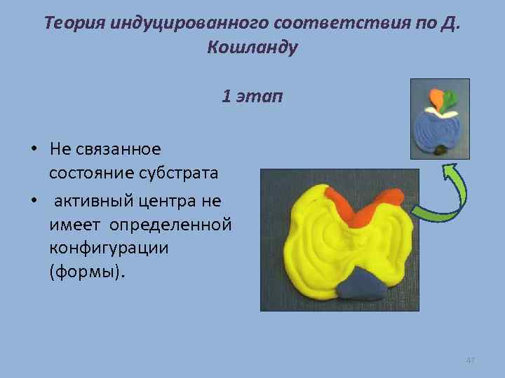 Теория индуцированного соответствия по Д. Кошланду 1 этап • Не связанное состояние субстрата •