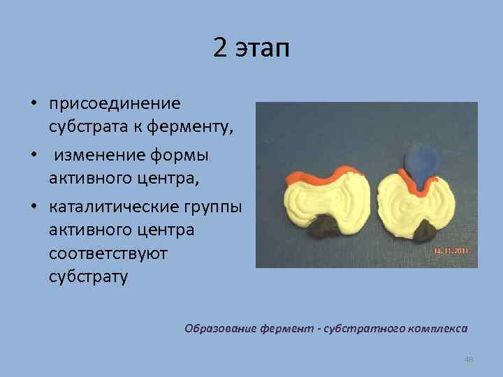 2 этап • присоединение субстрата к ферменту, • изменение формы активного центра, • каталитические