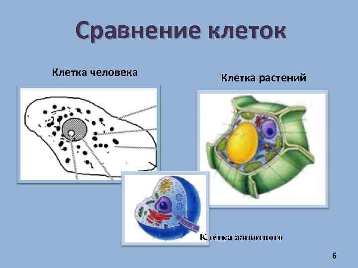 Сравнение клеток Клетка человека Клетка растений Клетка животного 6 
