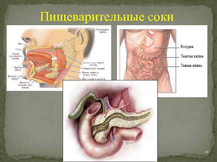 Пищеварительные соки 12 