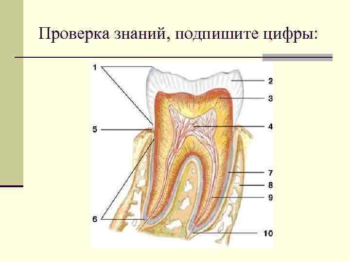 Проверка знаний, подпишите цифры: 