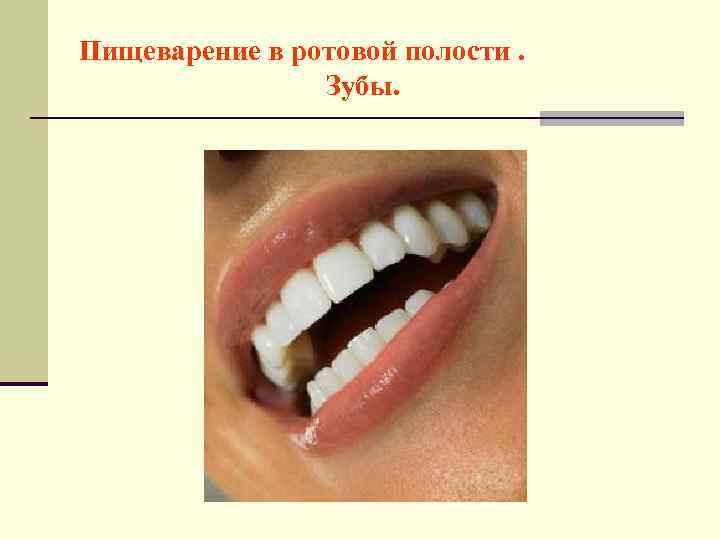 Пищеварение в ротовой полости. Зубы. 