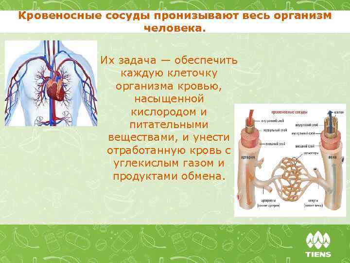 Кровеносные сосуды пронизывают весь организм человека. Их задача — обеспечить каждую клеточку организма кровью,