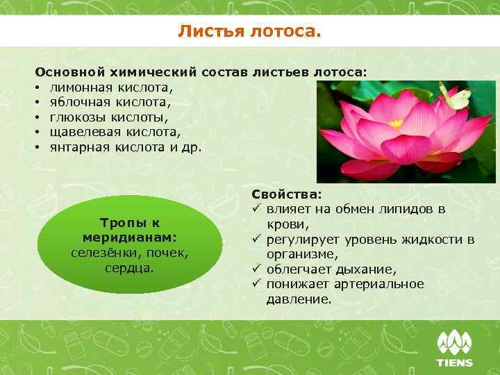 Листья лотоса. Основной химический состав листьев лотоса: • лимонная кислота, • яблочная кислота, •