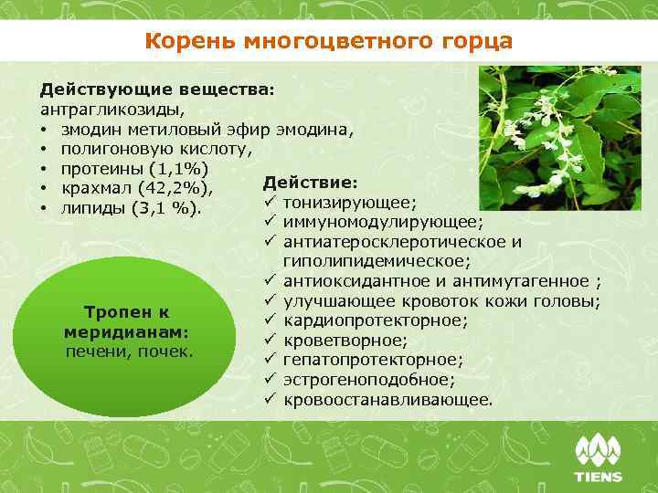 Корень многоцветного горца Действующие вещества: антрагликозиды, • змодин метиловый эфир эмодина, • полигоновую кислоту,
