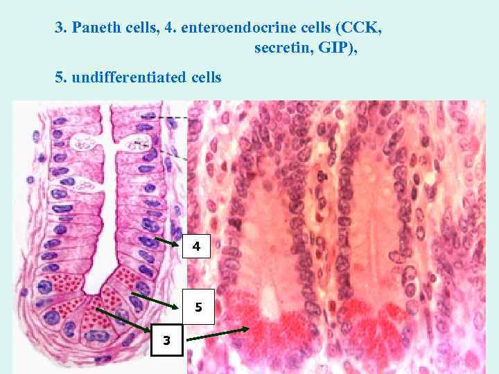 3. Paneth cells, 4. enteroendocrine cells (CCK, secretin, GIP), 5. undifferentiated cells 4 5