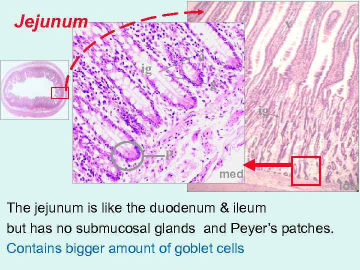 Jejunum v a ig g ig P med The jejunum is like the duodenum