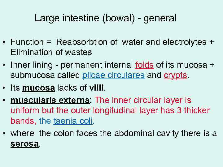 Large intestine (bowal) - general • Function = Reabsorbtion of water and electrolytes +