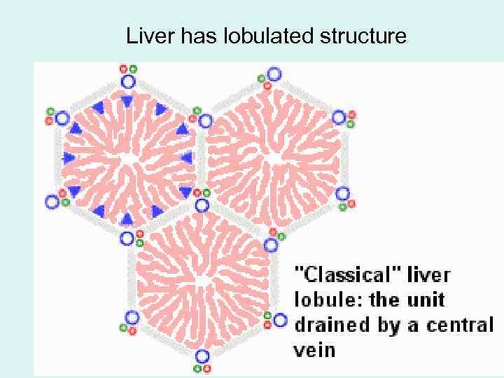 Liver has lobulated structure 