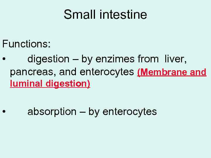 Small intestine Functions: • digestion – by enzimes from liver, pancreas, and enterocytes (Membrane