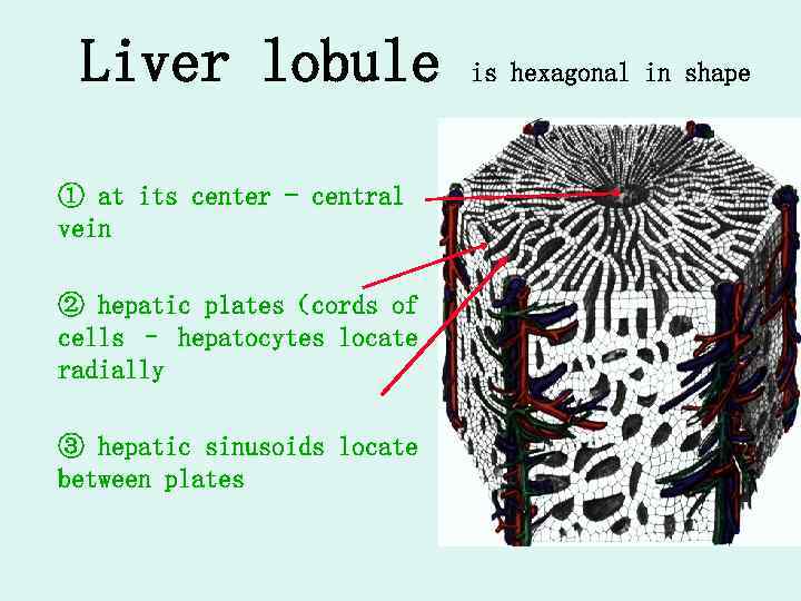 Liver lobule ① at its center - central vein ② hepatic plates（cords of cells