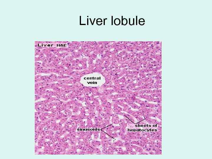 Liver lobule 