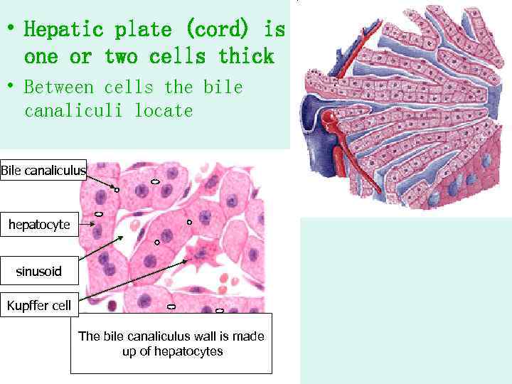  • Hepatic plate (cord) is one or two cells thick • Between cells