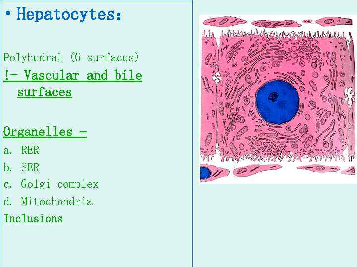  • Hepatocytes： Polyhedral (6 surfaces) !- Vascular and bile surfaces Organelles a. RER