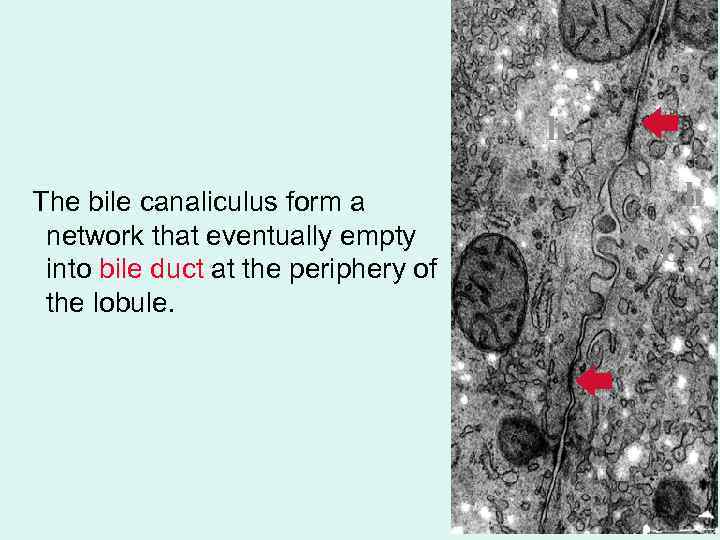 h The bile canaliculus form a network that eventually empty into bile duct at