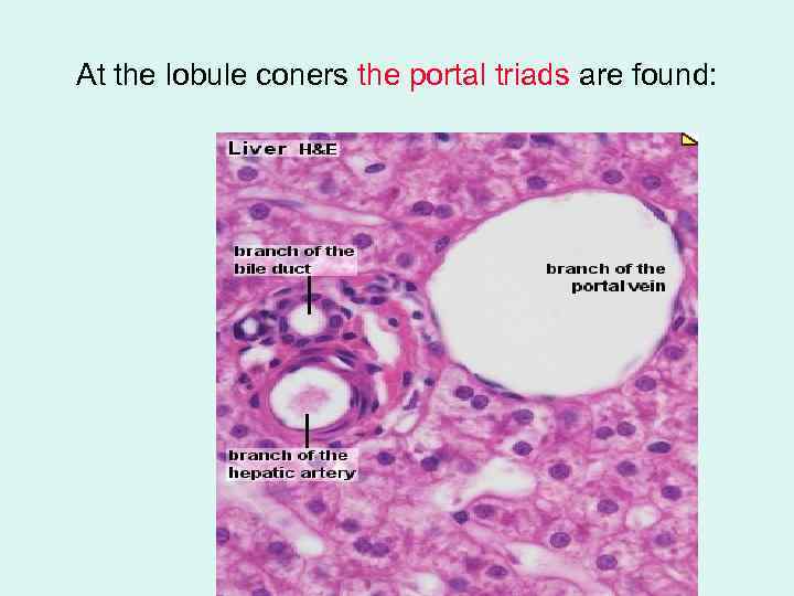 At the lobule coners the portal triads are found: 