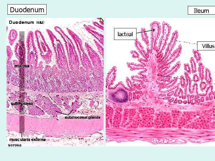 Duodenum Ileum lacteal Villus serosa 