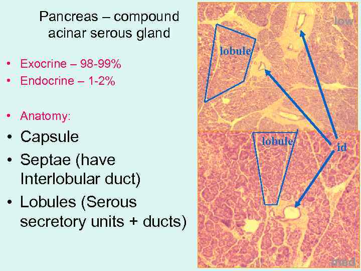 Pancreas – compound acinar serous gland • Exocrine – 98 -99% • Endocrine –