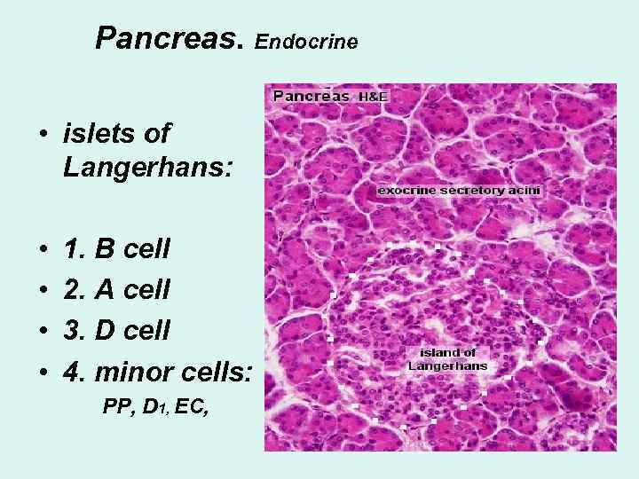 Pancreas. Endocrine • islets of Langerhans: • • 1. B cell 2. A cell