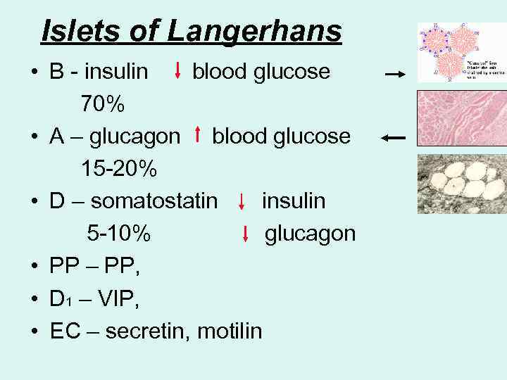 Islets of Langerhans • B - insulin blood glucose 70% • A – glucagon