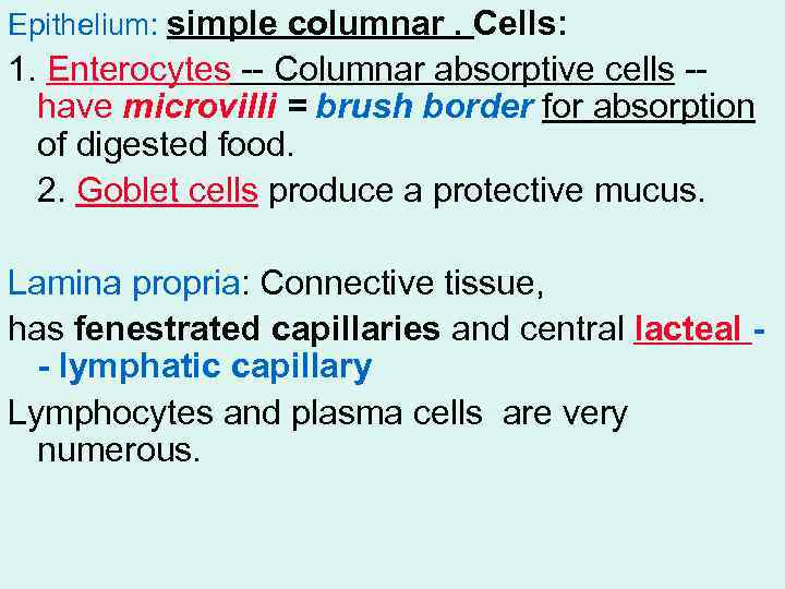 Epithelium: simple columnar. Cells: 1. Enterocytes -- Columnar absorptive cells -have microvilli = brush