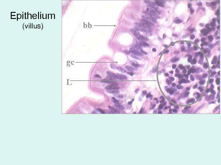 Epithelium bb (villus) gc L 