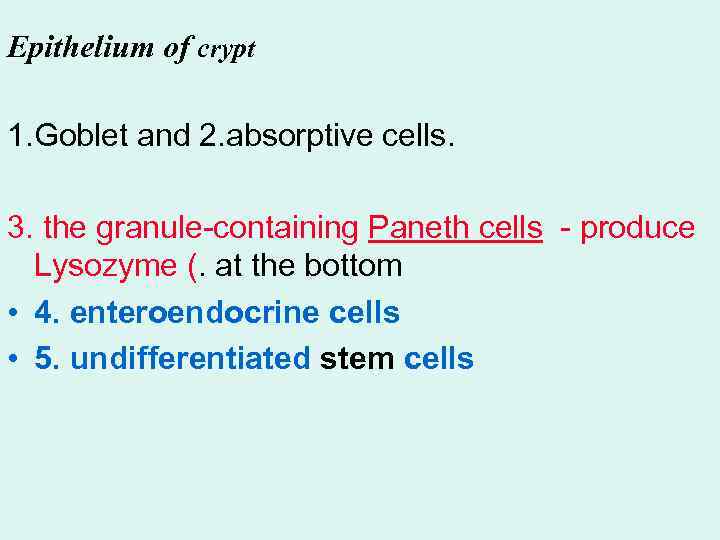 Epithelium of crypt 1. Goblet and 2. absorptive cells. 3. the granule-containing Paneth cells