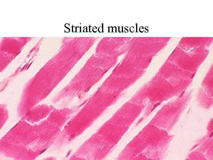 Striated muscles 