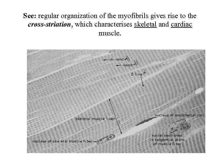 See: regular organization of the myofibrils gives rise to the cross-striation, which characterises skeletal