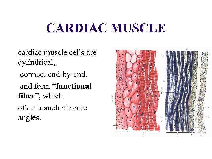 CARDIAC MUSCLE cardiac muscle cells are cylindrical, connect end-by-end, and form “functional fiber”, which