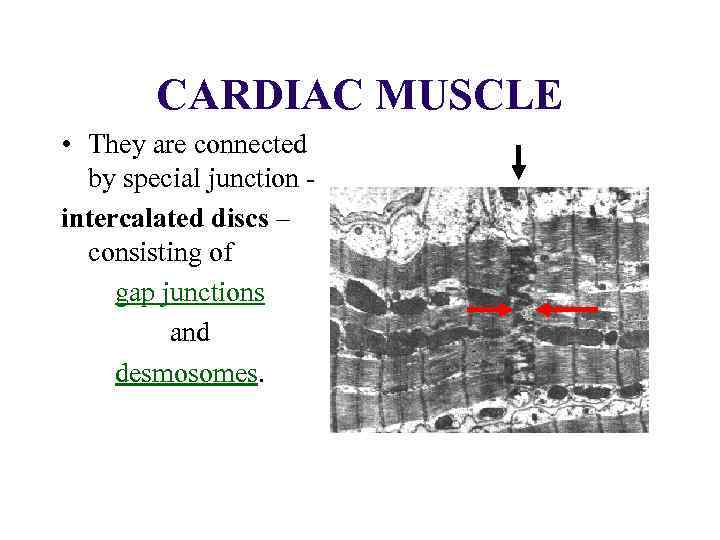 CARDIAC MUSCLE • They are connected by special junction intercalated discs – consisting of