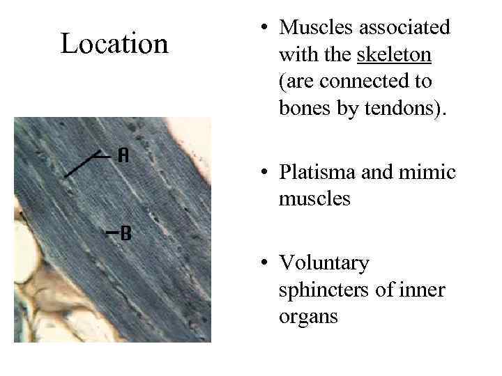 Location • Muscles associated with the skeleton (are connected to bones by tendons). •