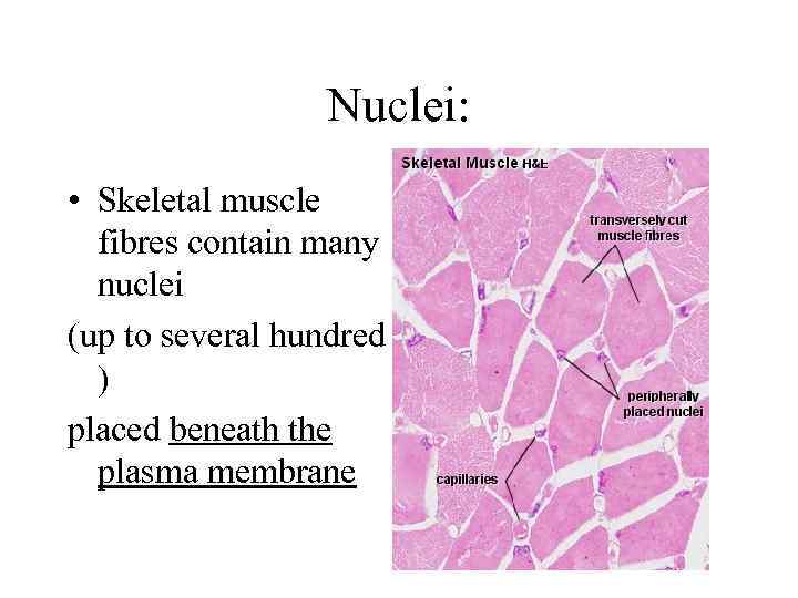 Nuclei: • Skeletal muscle fibres contain many nuclei (up to several hundred ) placed