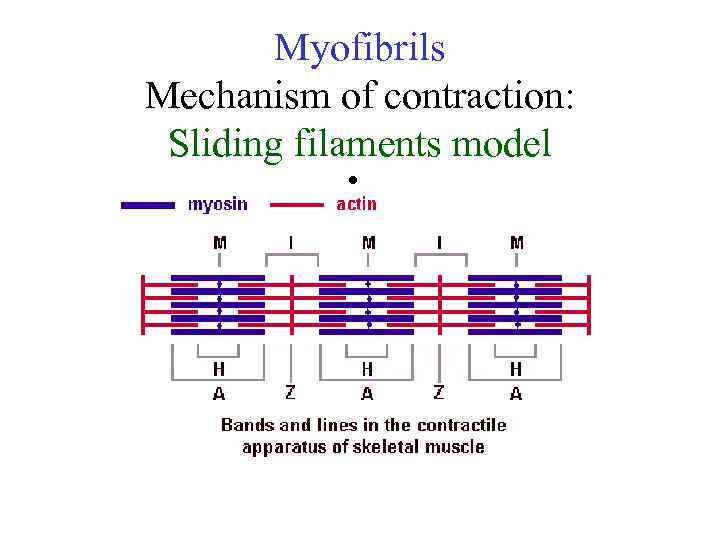 Myofibrils Mechanism of contraction: Sliding filaments model • 