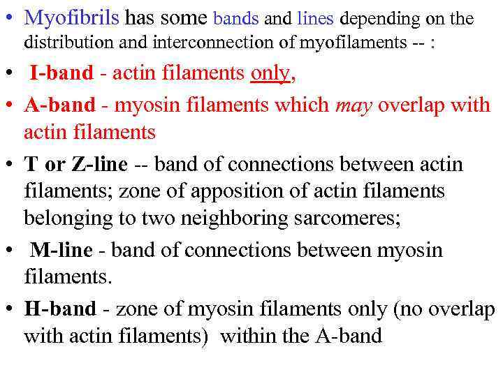  • Myofibrils has some bands and lines depending on the distribution and interconnection