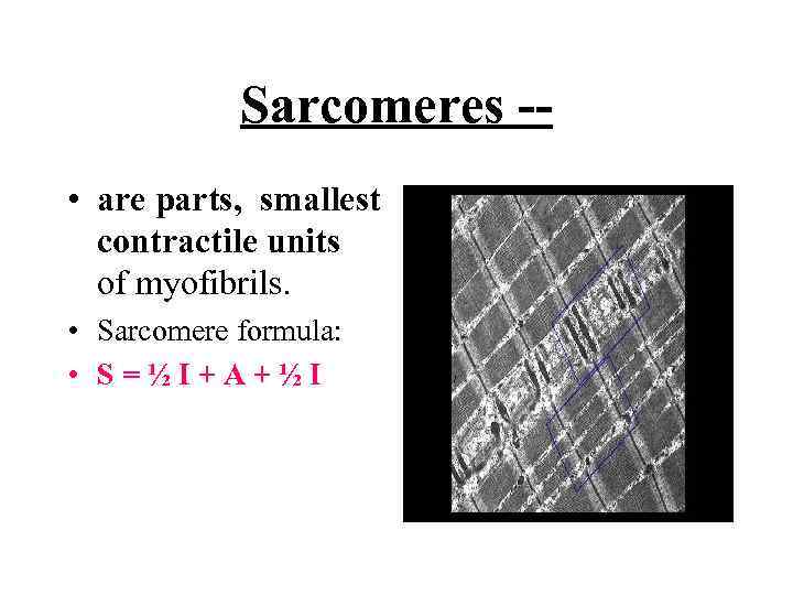 Sarcomeres - • are parts, smallest contractile units of myofibrils. • Sarcomere formula: •