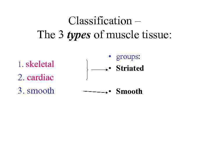 Classification – The 3 types of muscle tissue: 1. skeletal 2. cardiac 3. smooth