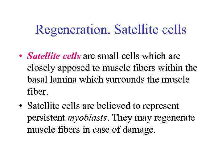 Regeneration. Satellite cells • Satellite cells are small cells which are closely apposed to